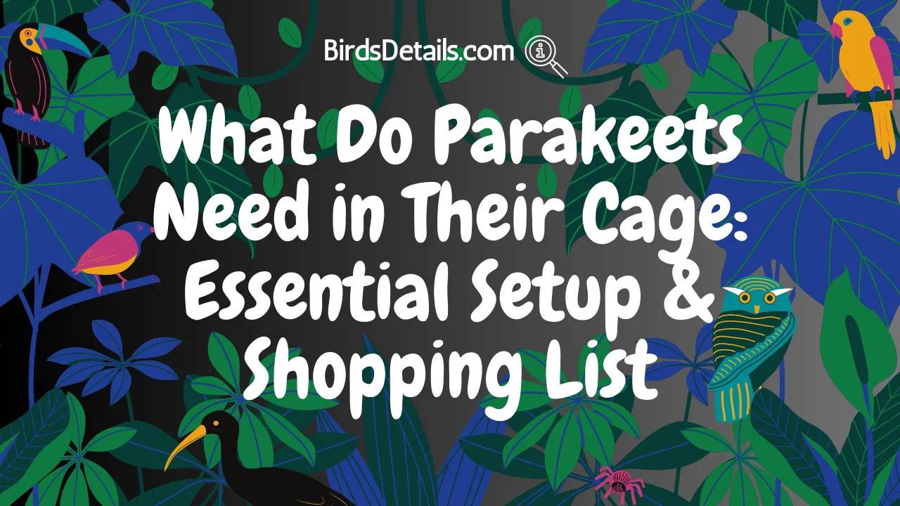 What Do Parakeets Need in Their Cage