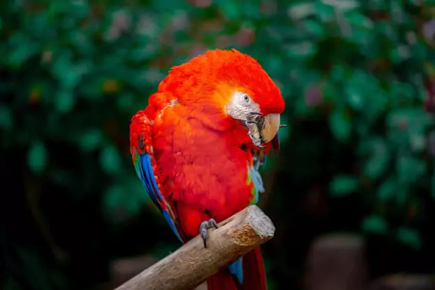 Where to Find Reputable Macaw Adoption Organizations and Rescue Groups