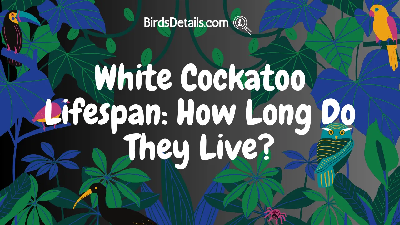 White Cockatoo Lifespan