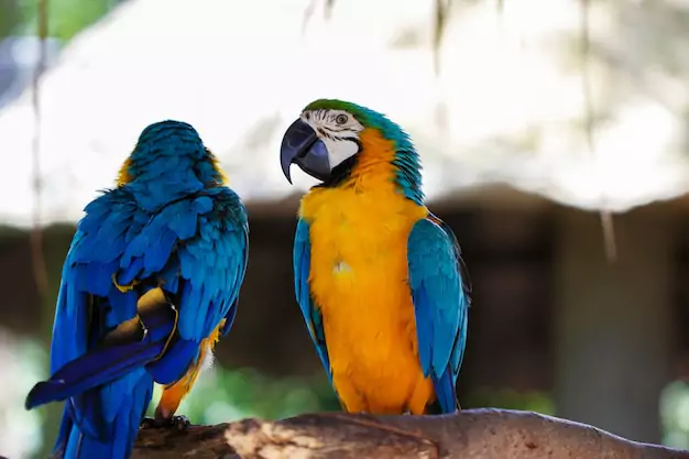 Wild vs Captive Macaws’ Lifespan