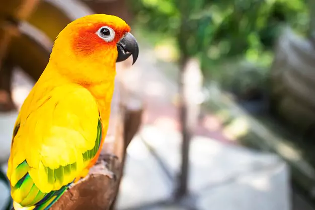 Words and Sounds Your Sun Conure Can Learn