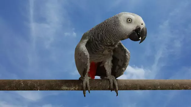 African Grey Parrot Lifespan as Pets