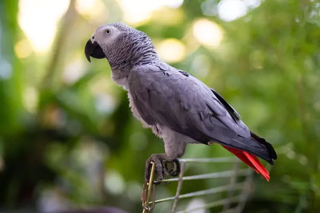 Behaviors and ecology of wild African Grey Parrots