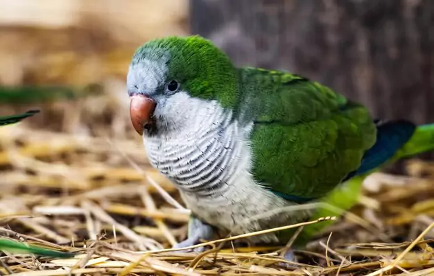 Common Diseases and Health Conditions in Quaker Parrots
