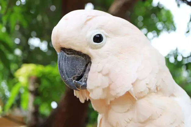 Common Health Problems in Umbrella Cockatoos