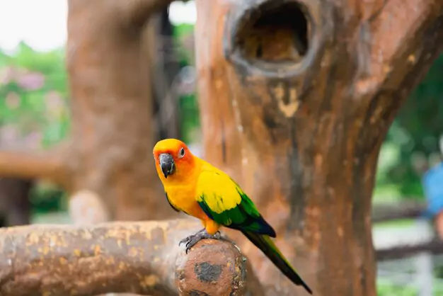 Comparing Sun Conure Lifespan with Other Conure Species