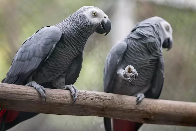 Comparison of African Grey Parrot Lifespan with Other Parrot Species