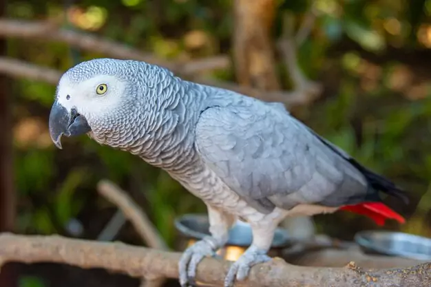 Determining the Age of an African Grey Parrot