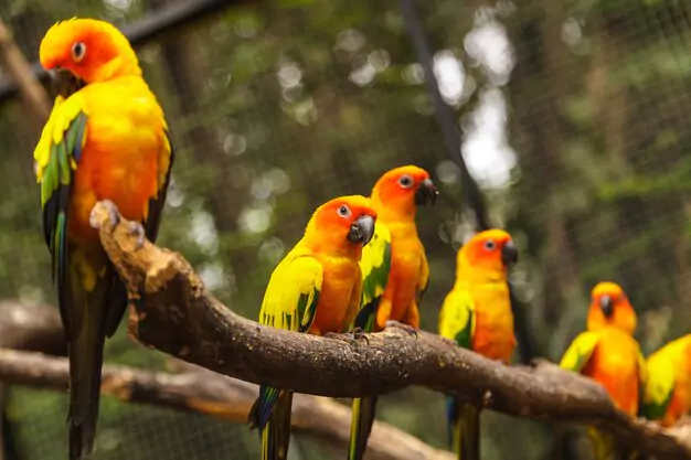 Disciplining and Training Sun Conures Effectively