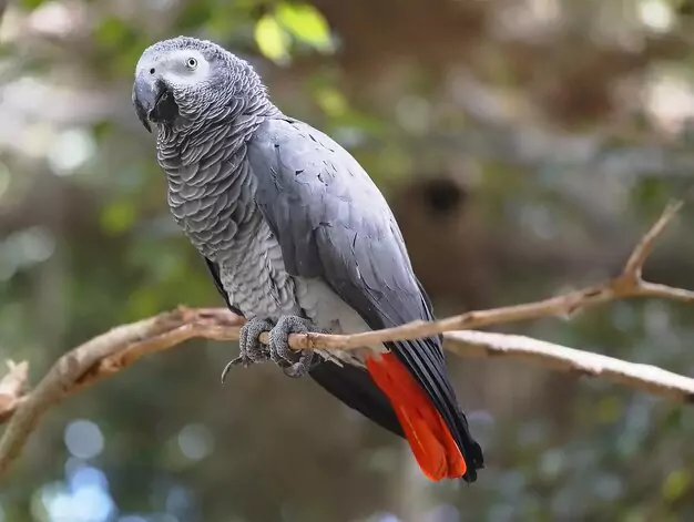 Environmental Conditions and Routine for African Grey Parrots