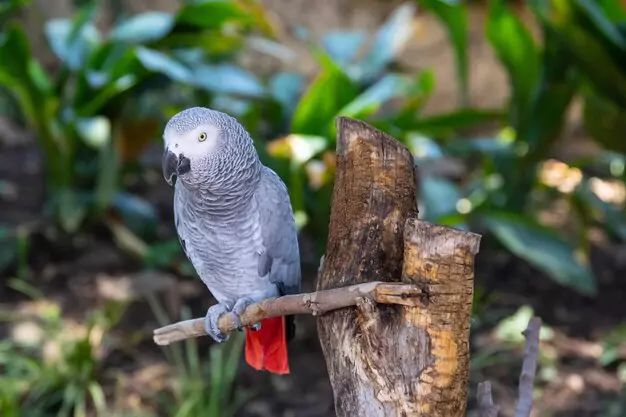 Environmental conditions and routine for African Grey Parrots