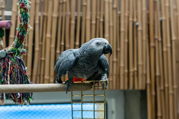 Factors Affecting African Grey Parrot Lifespan
