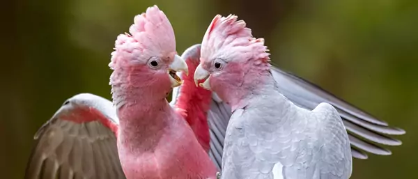 Galah Cockatoo Lifespan How Long Do They Live