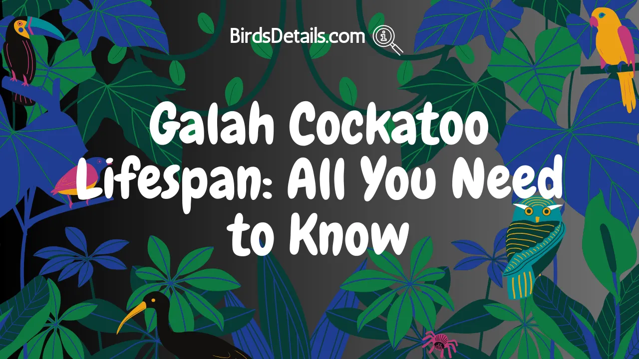 Galah Cockatoo Lifespan