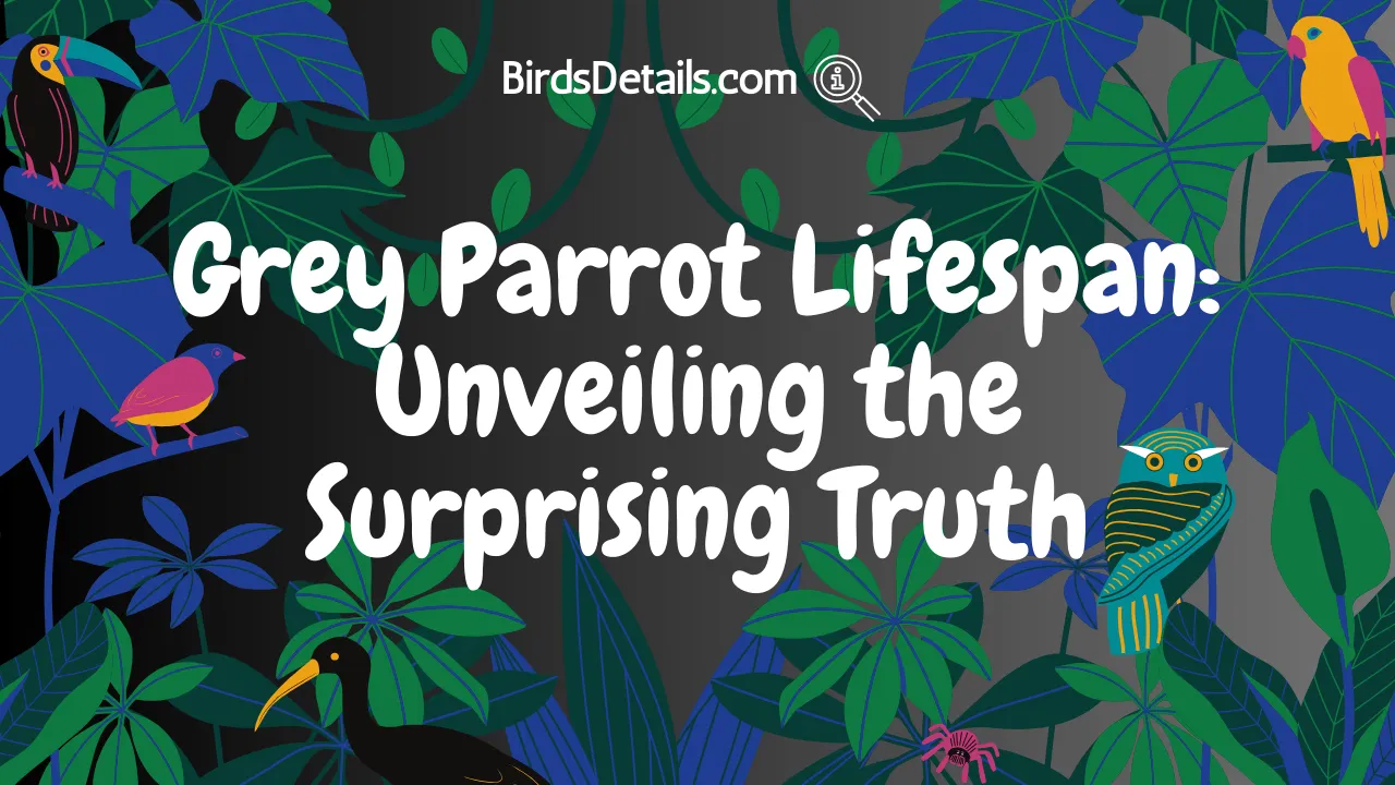 Grey Parrot Lifespan