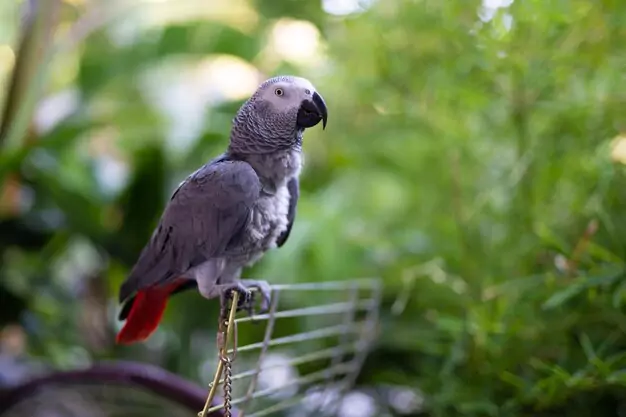 Housing and Care for Longevity of African Grey Parrots
