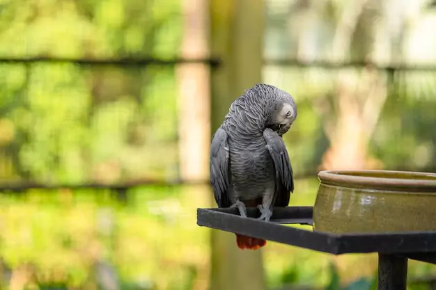 Impact of Malnutrition on African Grey Parrot Lifespan
