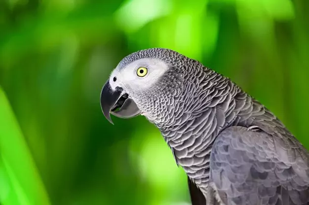 Lifespan of African Grey Parrots in Captivity