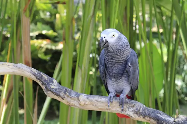Lifespan of African Grey Parrots in the wild