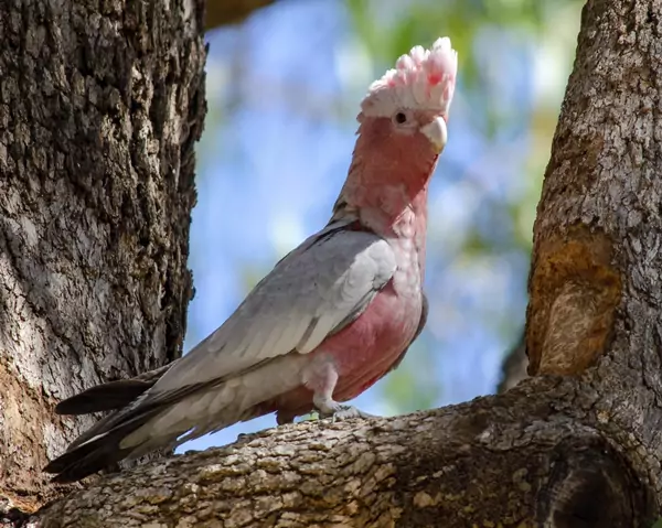 Maintaining a Healthy Environment for Your Galah Cockatoo