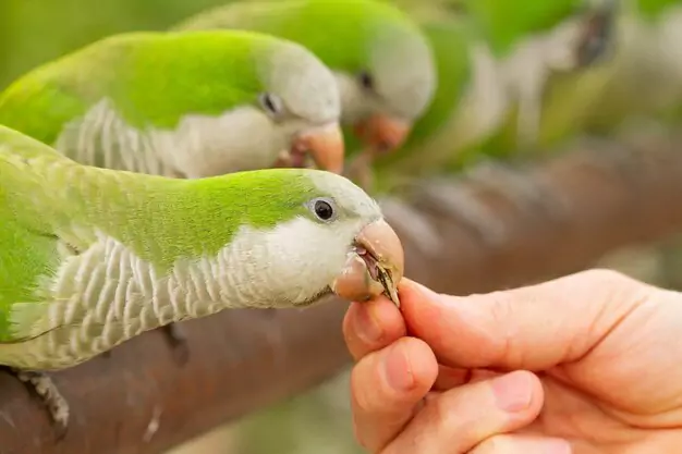 Male vs. Female Quaker Parrot Lifespan