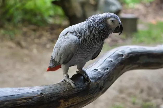 Nutrition’s Role in African Grey Parrot Lifespan