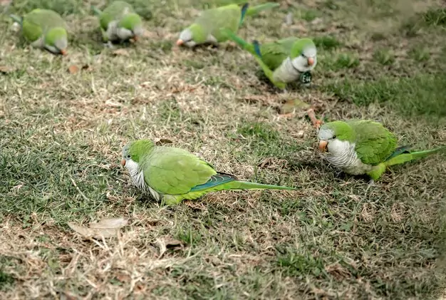 Oldest Quaker Parrots on Record
