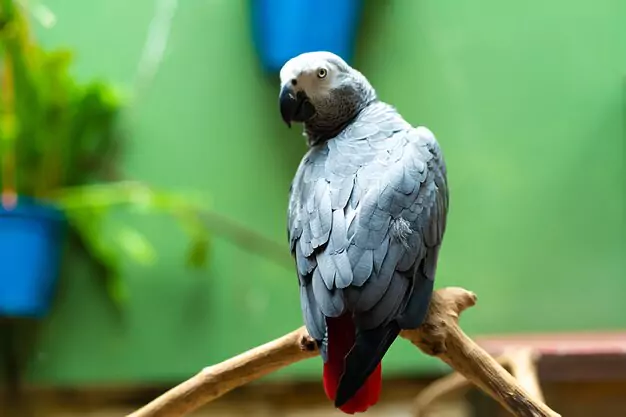 Oldest Recorded Age of an African Grey Parrot