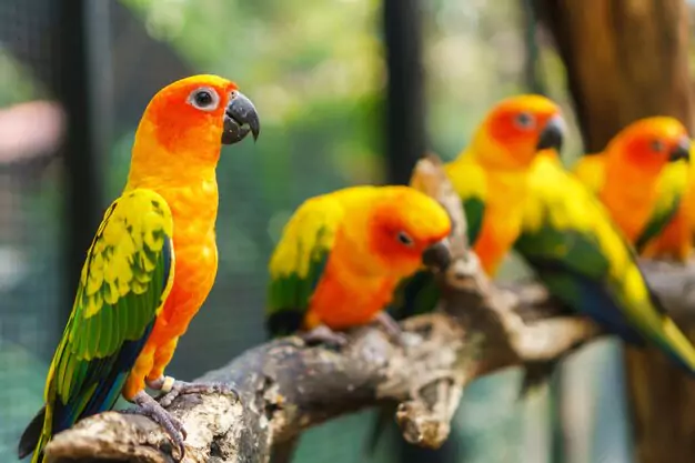 Physical and Mental Health of Sun Conures