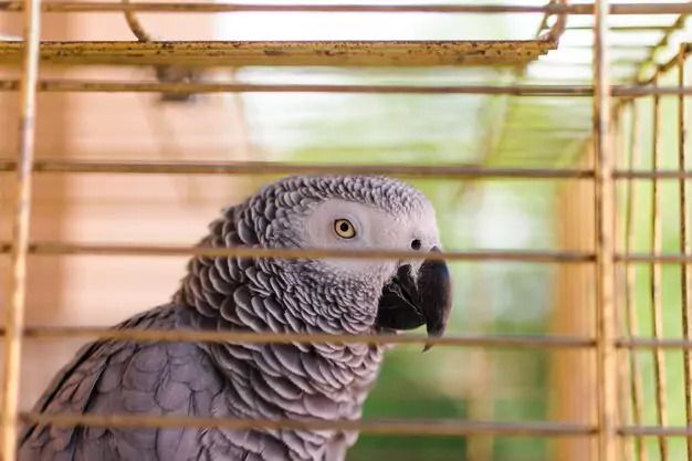 Proper diet for longevity in African Grey Parrots