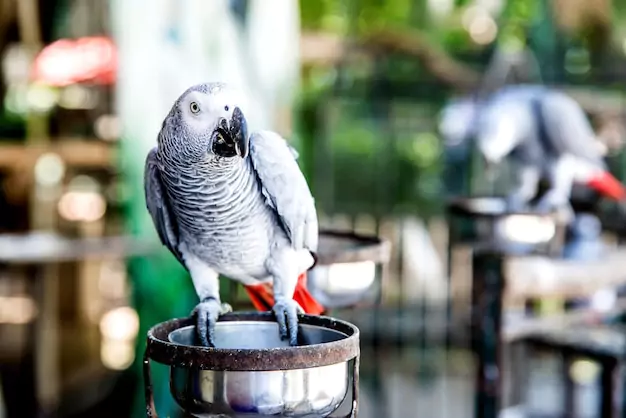 Survival duration without food for African Greys