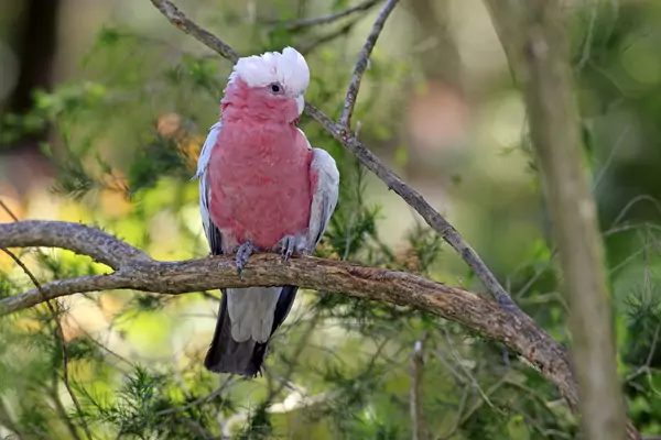 The Lifespan of Galah Cockatoos in the Wild vs. as Pets