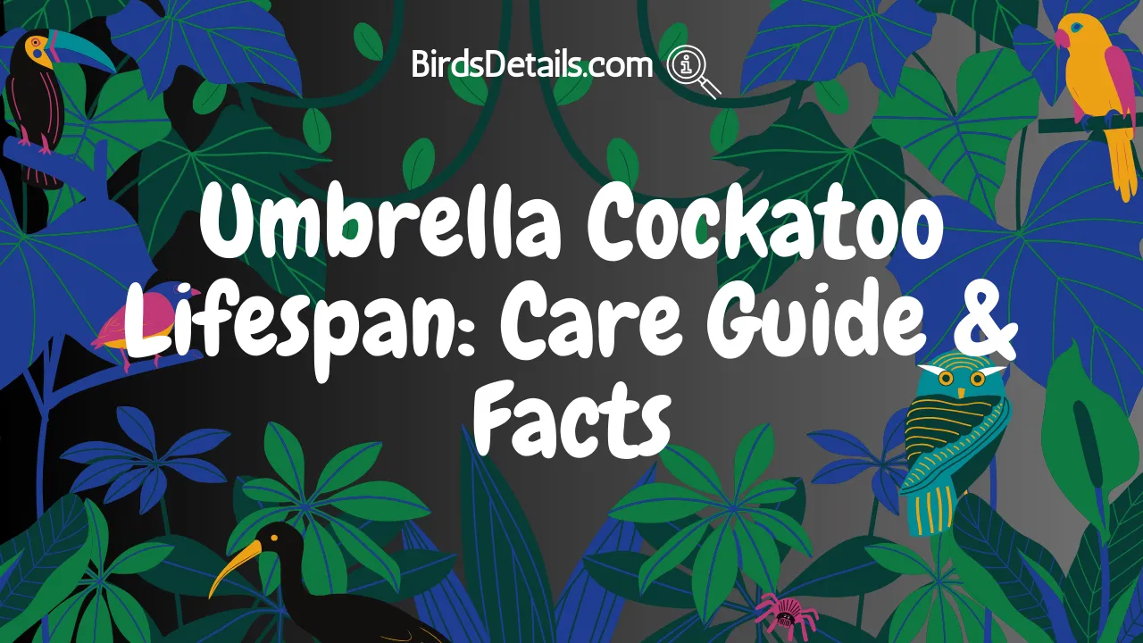 Umbrella Cockatoo Lifespan