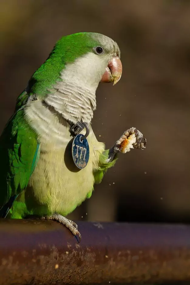 Understanding the Life Expectancy of Quaker Parrots