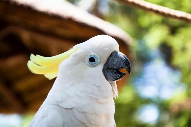 Understanding the Lifespan of an Umbrella Cockatoo