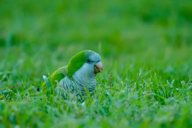Understanding the Role of Veterinary Care for Quaker Parrots