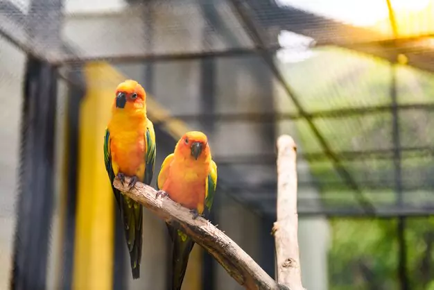 Understanding the natural lifespan of Sun Conures in the wild