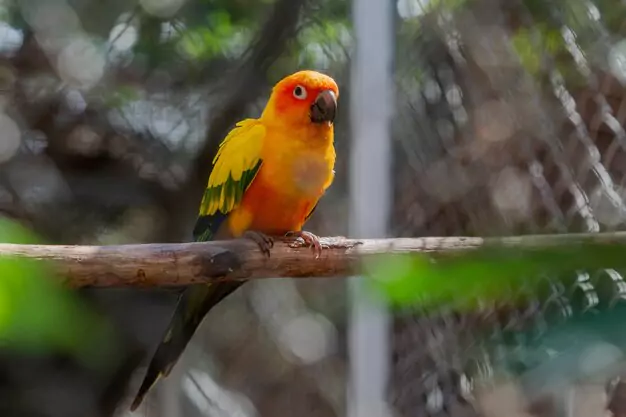 Vocal abilities and behavior of Sun Conures
