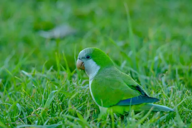 Wild vs. Pet Quaker Parrots