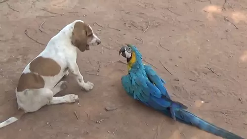 Additional Considerations In Macaw And Dog Interaction