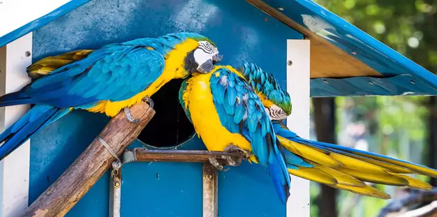 Additional Costs To Consider When Buying A Blue And Gold Macaw