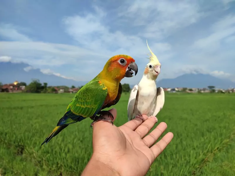 Affectionate Nature of Cockatiels and Conures, Training Difficulty