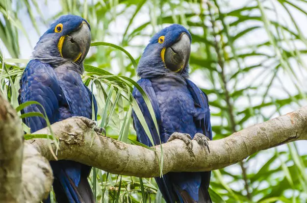 Age And Gender Of The Blue Macaw