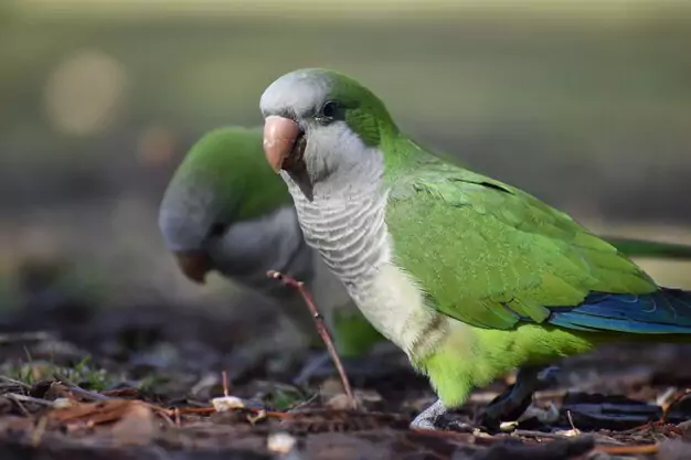 Appearance and Sounds of Grey-Headed Lovebird
