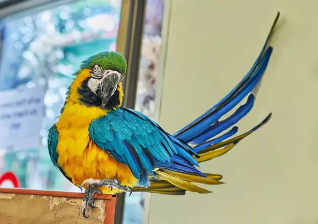 Appreciating The Blue Throated Macaw Unique Beauty