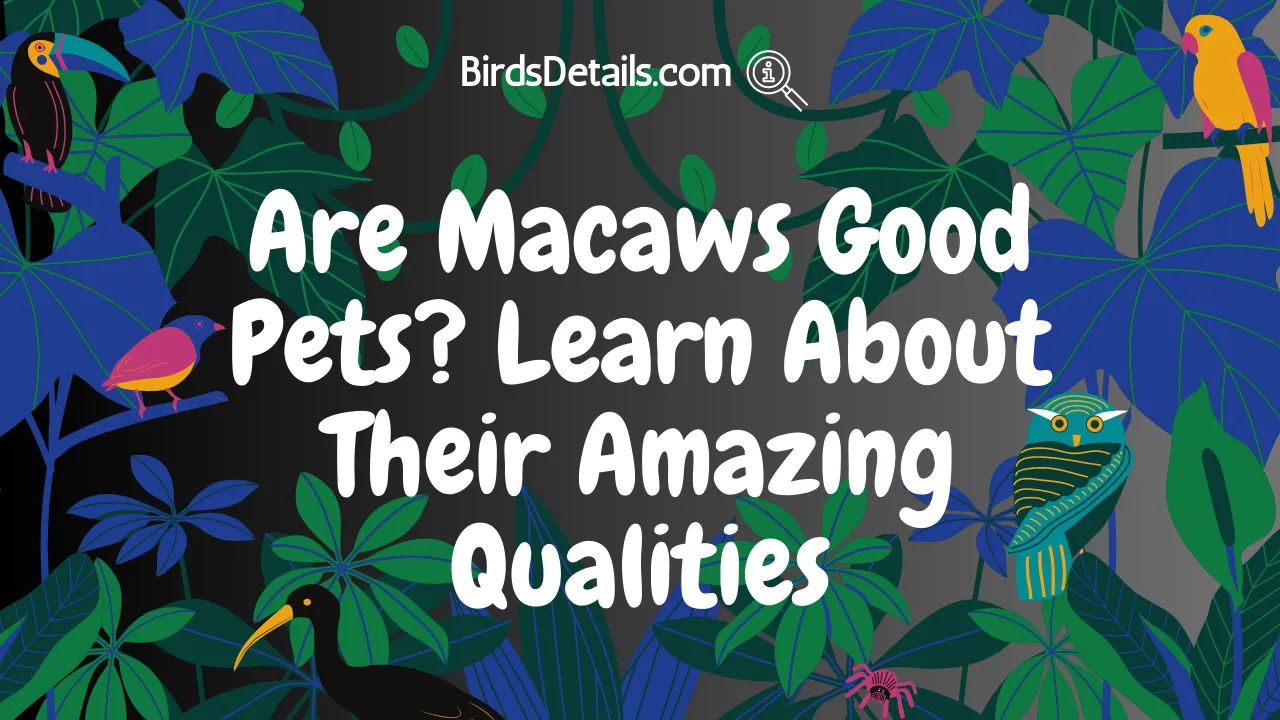 Are Macaws Good Pets