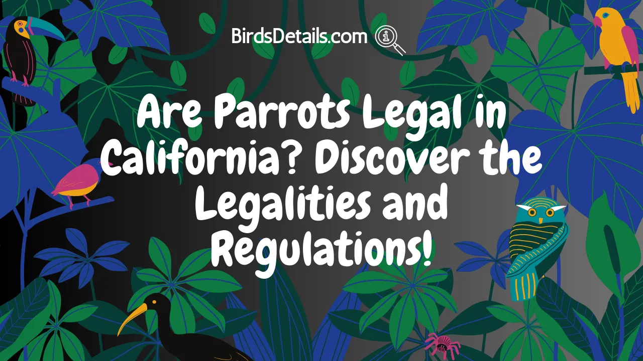 Are Parrots Legal in California