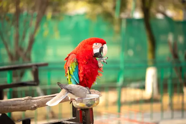 Assessing Macaw Compatibility With Potential Owners