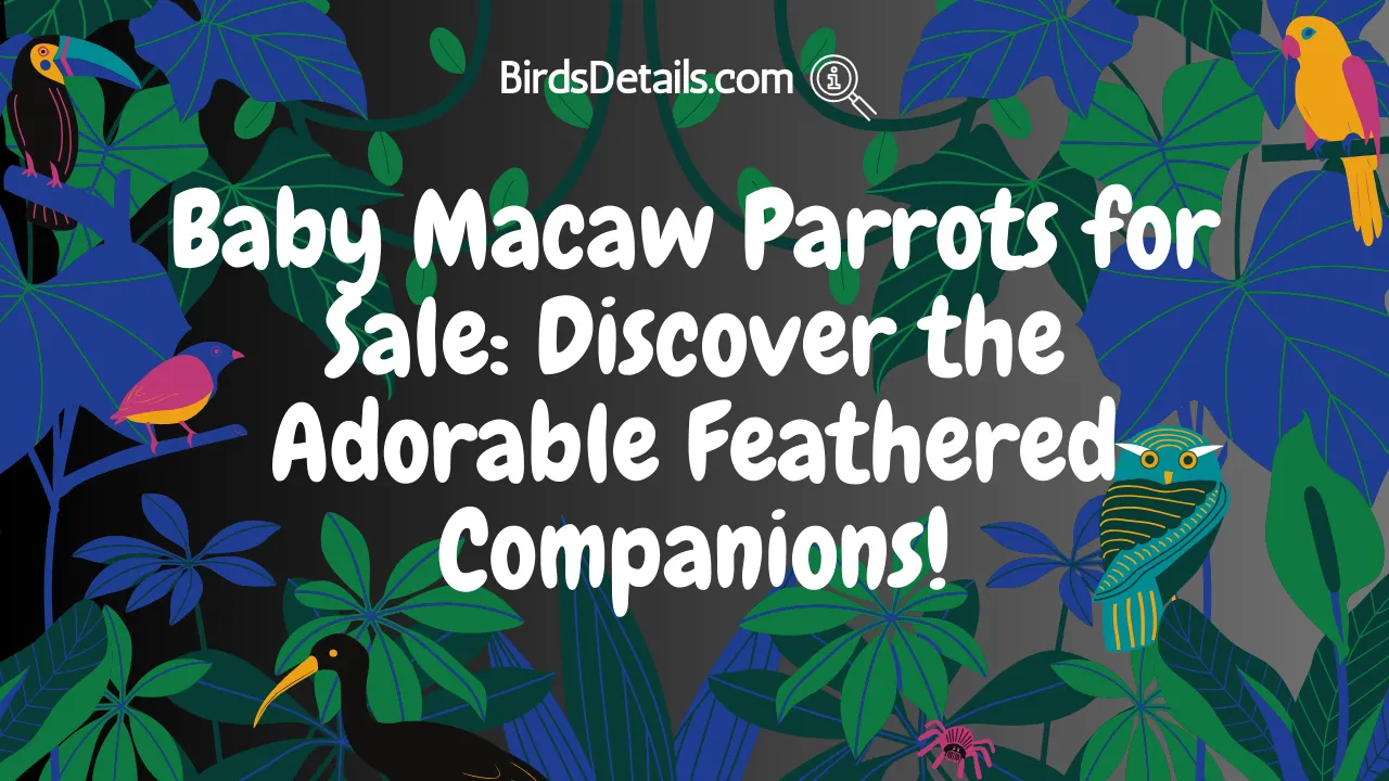 Baby Macaw Parrots for Sale