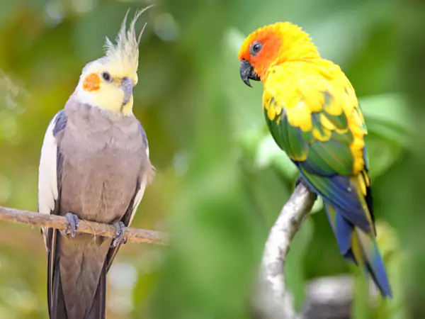 Basic Identification, Differences, and Similarities between Cockatiels and Conures